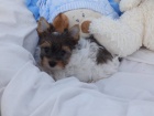 Biewer Yorkshire Terrier �t���tka