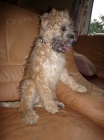 �t�n� pejsek a fenka  Irrish Soft Coated Wheaten terrier