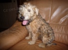 �t�n� pejsek a fenka  Irrish Soft Coated Wheaten terrier