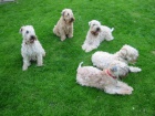 �t�n� pejsek a fenka  Irrish Soft Coated Wheaten terrier