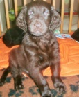 Flat coated retriever hn�da s PP