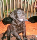 Flat coated retriever hn�da s PP