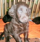 Flat coated retriever hn�da s PP
