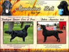 Flat Coated retriever - �ern� �t��ata s PP