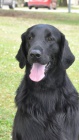 Flat Coated retriever - �ern� �t��ata s PP