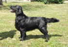 Flat Coated retriever - �ern� �t��ata s PP