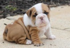 Anglick� buldok s PP, Buldok, Bulldog, English Bulldog