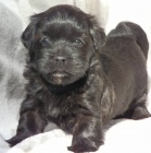 Havansk� ps�k - �t���tka