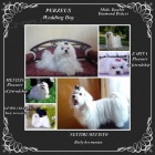 Malt�zsk� ps�k s PP