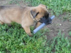 BO malinois �t�n�tka s PP 