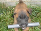 BO malinois �t�n�tka s PP 