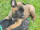 BO malinois �t�n�tka s PP 