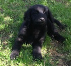 �t���tka Hovawart