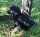 �t���tka Hovawart