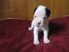 boxer �t���tka