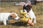 Jack Russell teri�r