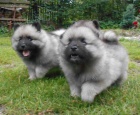 Keeshond / vl�� �pic prod�m �t��ata s PP