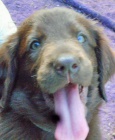 Flat coated retriever s PP -hn�d�