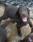Flat coated retriever s PP -hn�d�