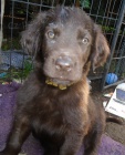 Flat coated retriever s PP -hn�d�