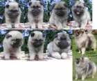 Keeshond / vl�� �pic prod�m �t��ata s PP