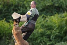 �t��ata belgick� ov��k- malinois
