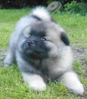 Keeshond / vl�� �pic prod�m �t��ata s PP