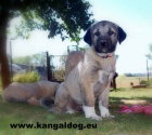 Anatolsk� pasteveck� pes - Kangal