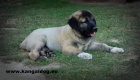 Anatolsk� pasteveck� pes - Kangal