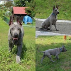 Thajsk� Ridgeback modr� �t���tka s PP