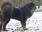 Tibetsk� doga - �t��ata