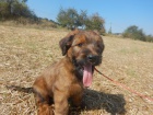 Briard - plav�  �t��ata