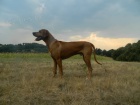 Rhod�zsky ridgeback kryt�