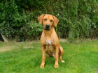 Rhod�zsky ridgeback kryt�