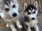 Sibi�sk� husky 