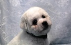 Bi�onek - Bichon Fris�