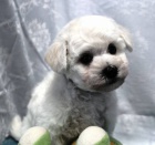 Bi�onek - Bichon Fris�