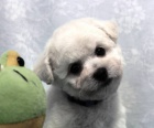 Bi�onek - Bichon Fris�