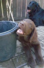 Flat coated retriever hn�d� s PP