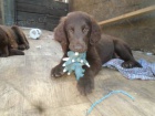 Flat coated retriever hn�d� s PP