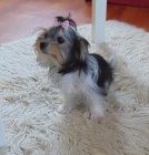 Biewer yorkshire terrier - fene�ka s PP