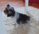 Biewer yorkshire terrier - fene�ka s PP