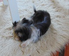 Biewer yorkshire terrier - fene�ka s PP