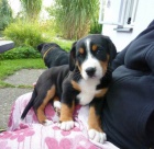 Velk� �v�carsk� sala�nick� pes �t��ata s PP k odb�ru