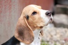 Beagle / B�gl / �t�n� s PP