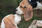 Beagle / B�gl / �t�n� s PP