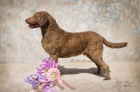 Chesapeake bay retriver-hn�d� sPP(jako hn�d� labr)