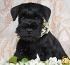 Kn�ra� mal� �ern�