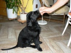 �t�n� Flat Coated Retrievera s PP - �ern� fenka