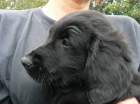 �t�n� Flat Coated Retrievera s PP - �ern� fenka